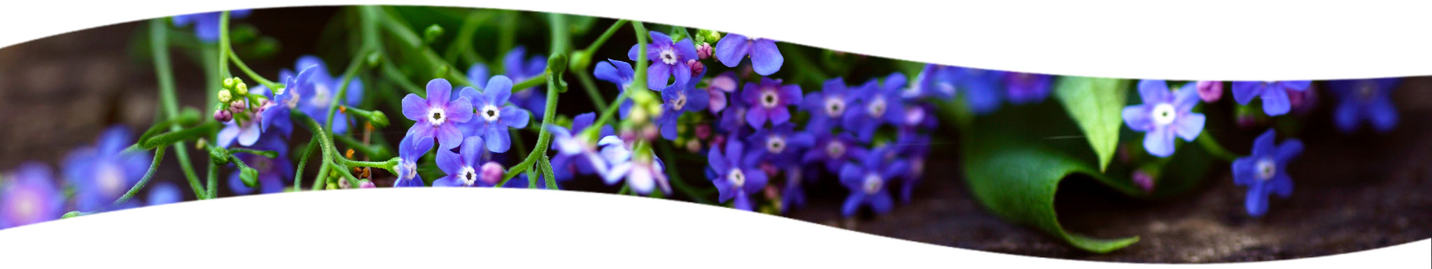 blumen-violett